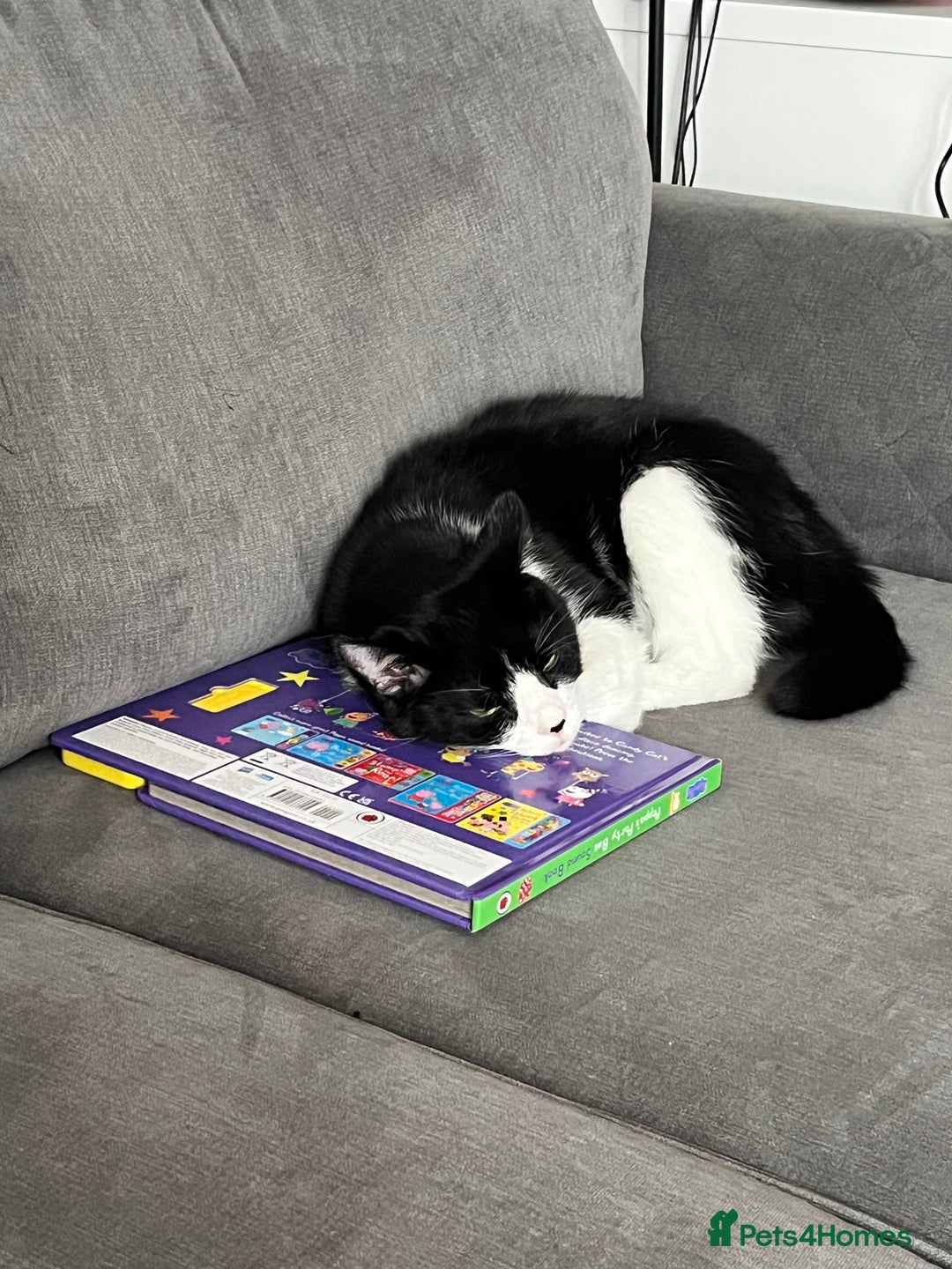 Mixed Breed cats for sale: Meet Tommy (Adoption) FREE - Image 6