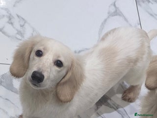 Miniature Dachshund dogs Miniature Dachshund ee ii long-haired - Advert 9