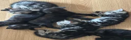 Mixed Breed cats for sale: 6 Beautiful Kittens Available  - Advert 3