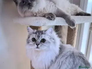 Persian cats Gorgeous perisan kitten💖 - Advert 1