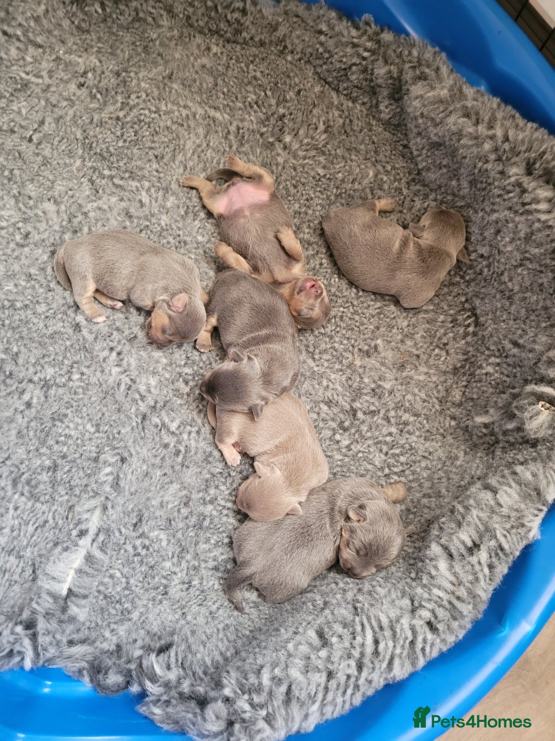 Jack Russell dogs for sale: Beautiful Lilac/ blue jack russell puppies - Advert 8