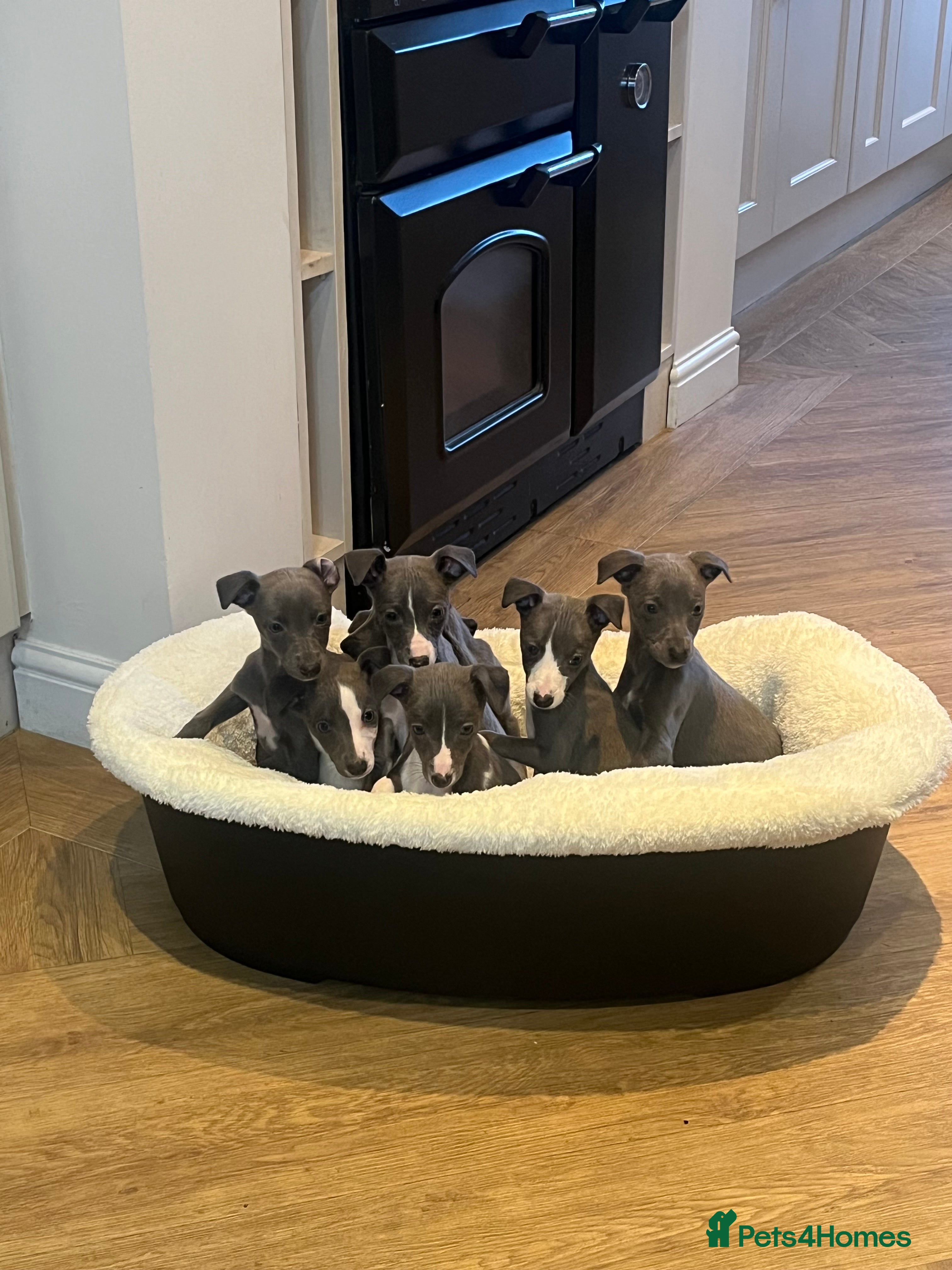 Whippet dogs pedigree whippets ready next Friday  - Advert 3
