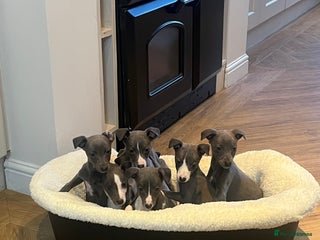 Whippet dogs pedigree whippets ready next Friday - Advert 4