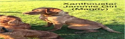 Labrador Retriever dogs for sale: Gorgeous Fox Red Labrador Puppies - KC Reg. - Advert 11