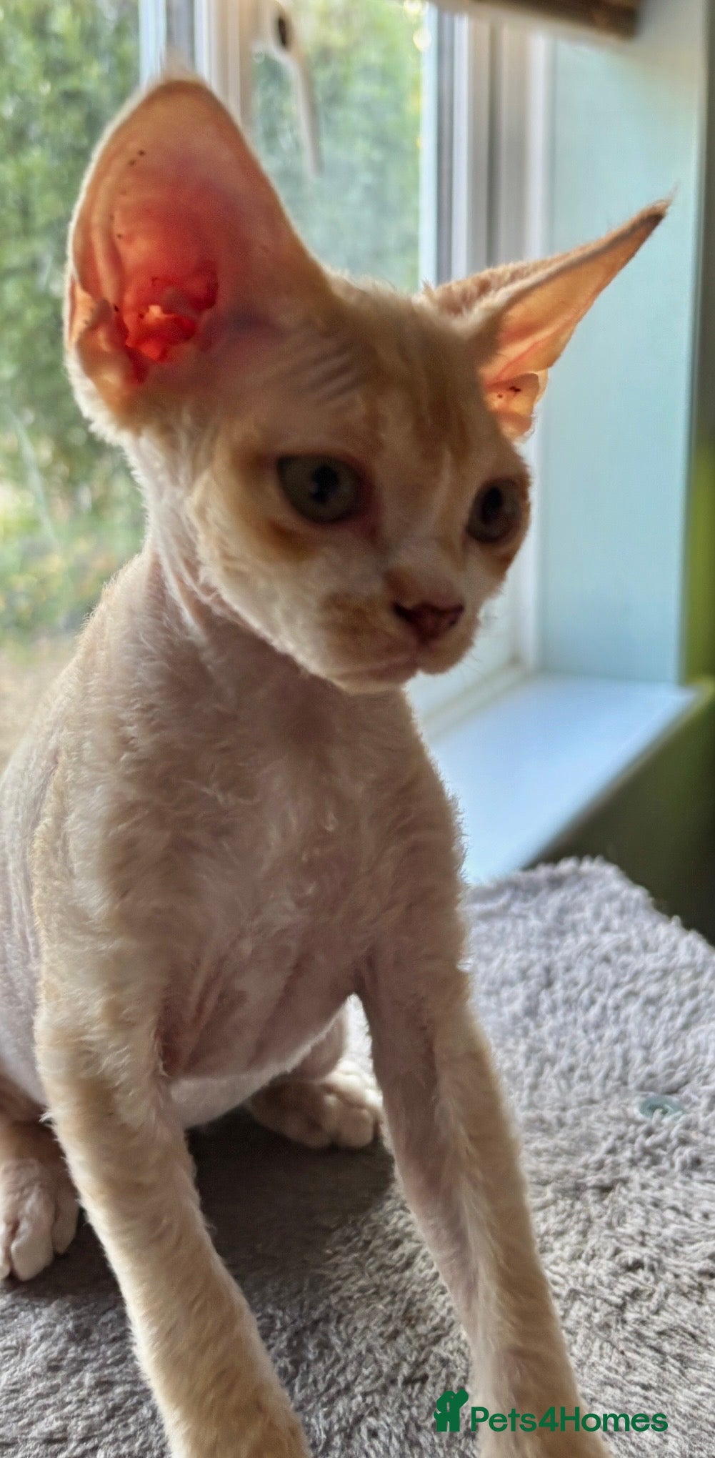 Devon Rex cats Ready now. GCCF registered and health tested. - Advert 2