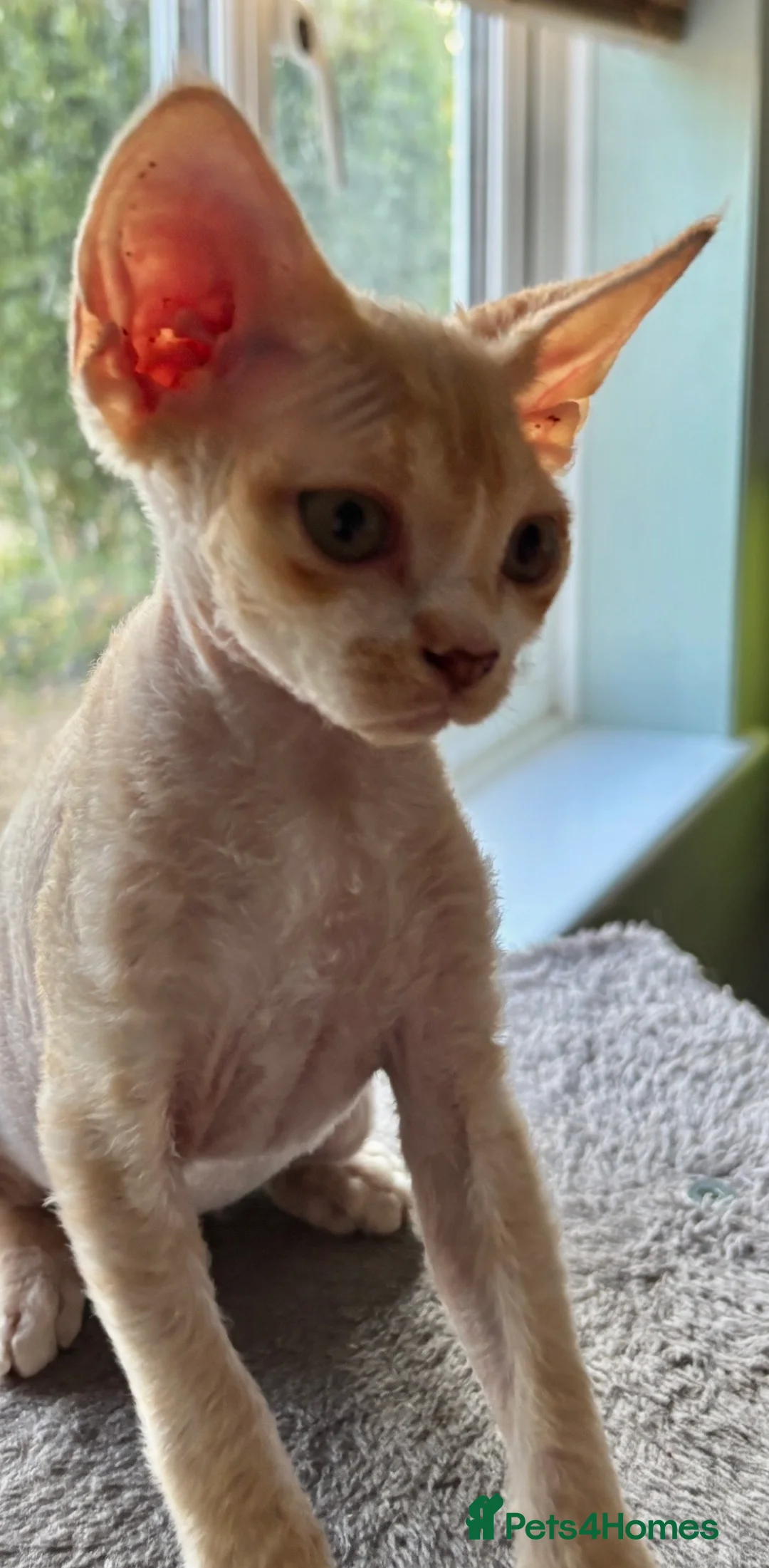 Devon Rex cats for sale: Ready now. GCCF registered and health tested. - Advert 2