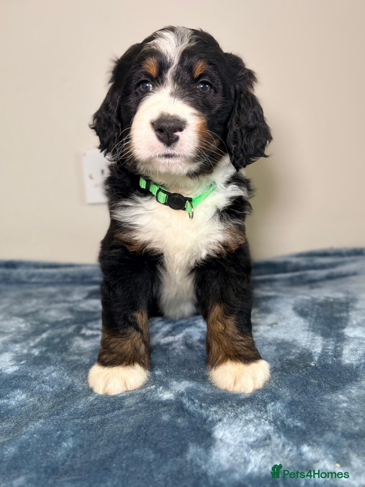 Bernedoodle dogs F1 tri colour bernedoodle  - Advert 2