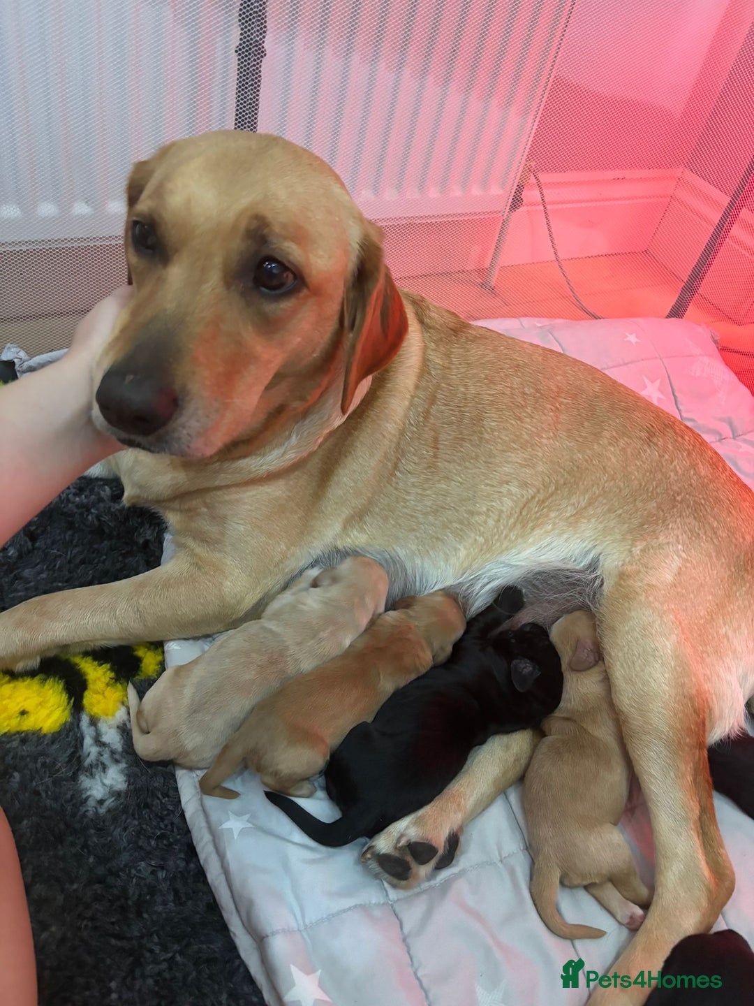 Mixed Breed dogs for sale: Gorgeous Labrador X Cockerpoo puppies in Bromley - Image 13