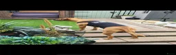 Rhodesian Ridgeback dogs for stud: Rhodesian Ridgeback - Advert 27