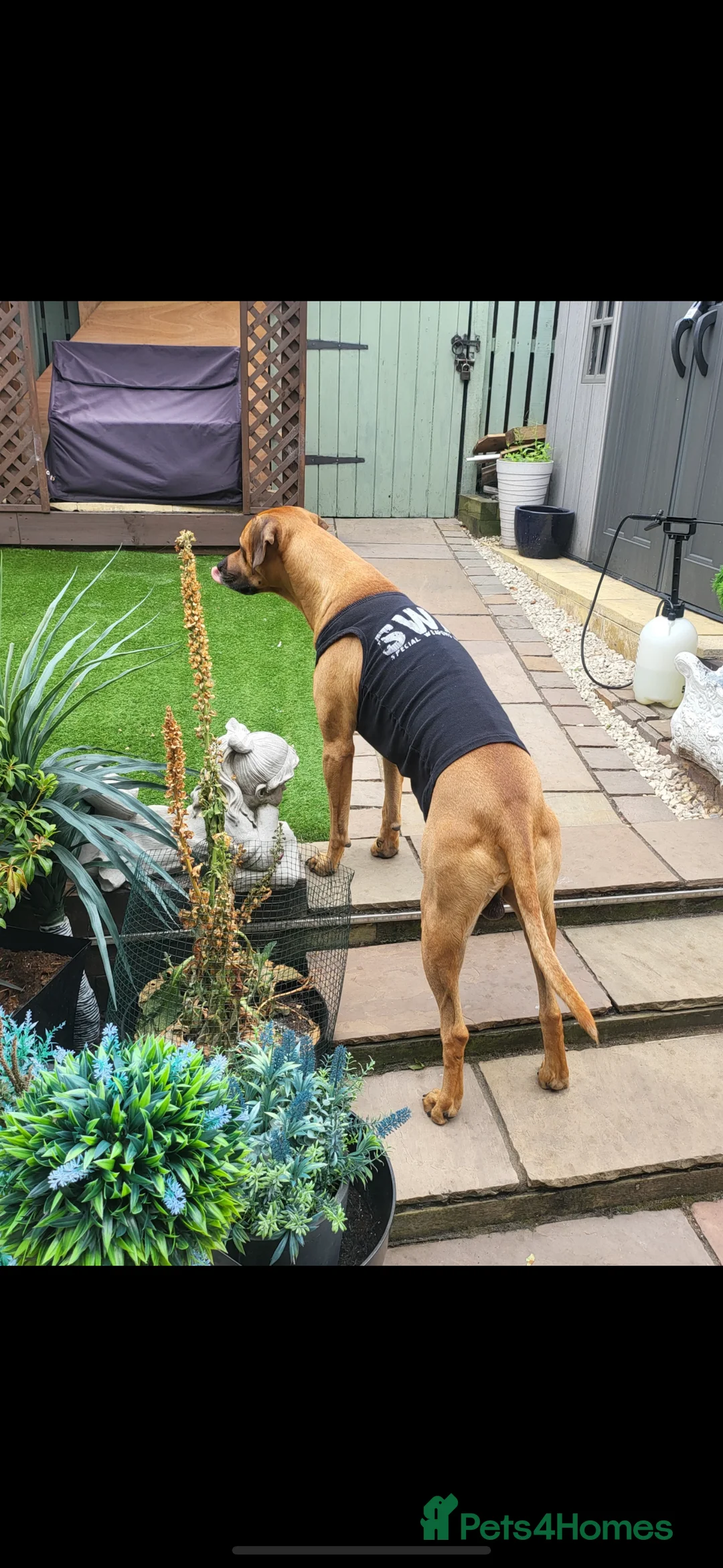 Rhodesian Ridgeback dogs for stud: Rhodesian Ridgeback - Advert 27