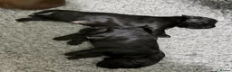 Sprocker dogs for sale: Beautiful Sprocker puppies  - Advert 8