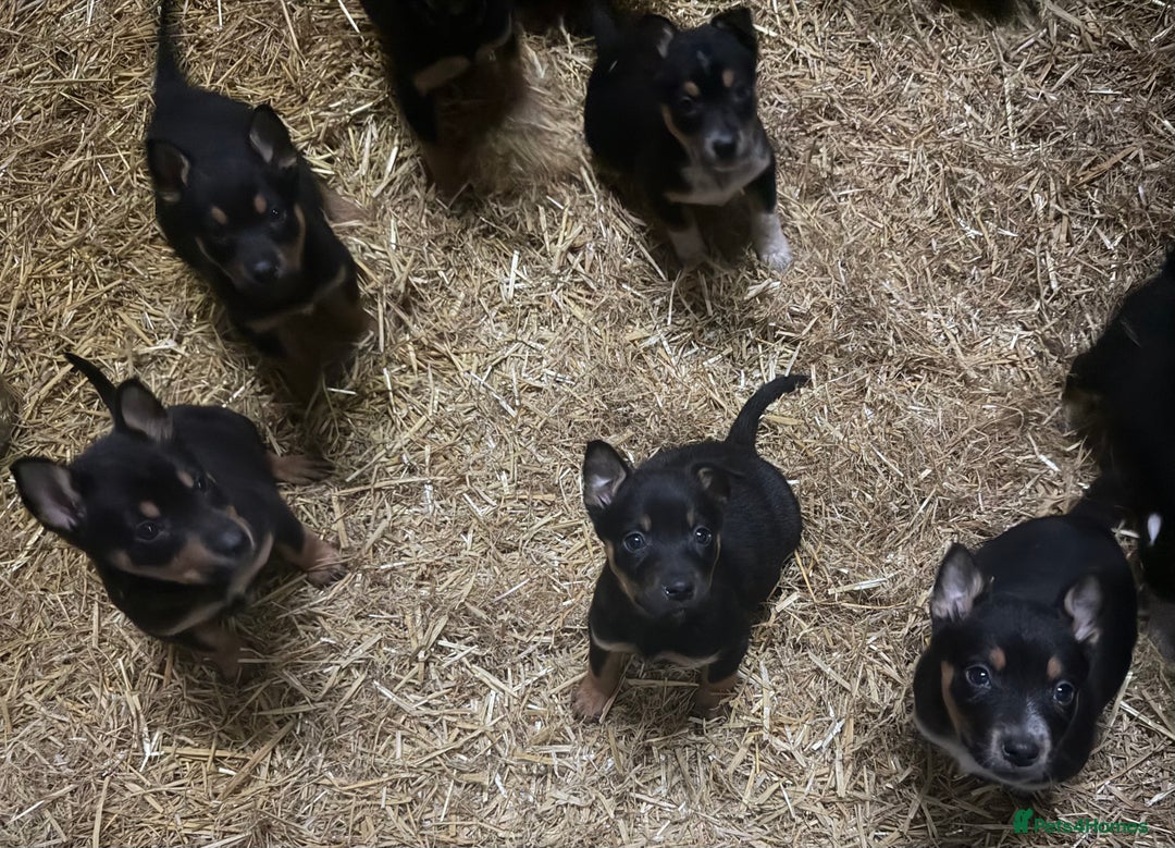 Mixed Breed dogs for sale: kelpie/blue heelers - Advert 9