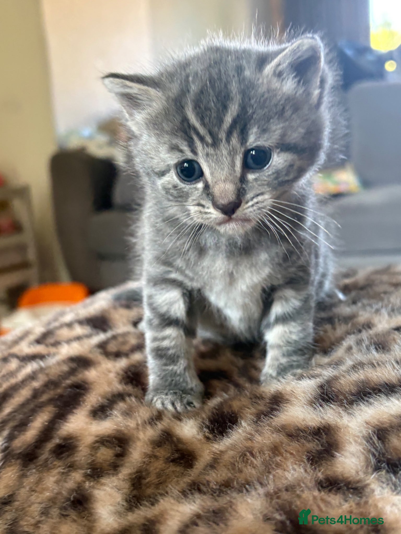 Mixed Breed cats Stunning grey mixed female  - Advert 13