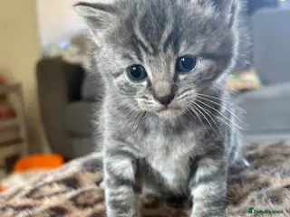 Mixed Breed cats Stunning grey mixed female - Advert 4