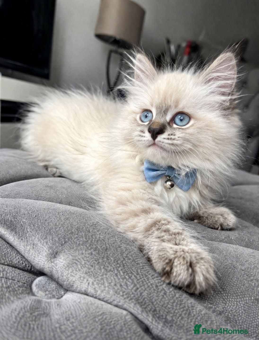 Siberian cats GCCF neva Champion bloodlines siberians - Advert 2