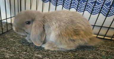 Mini Lop rabbits - Advert 7
