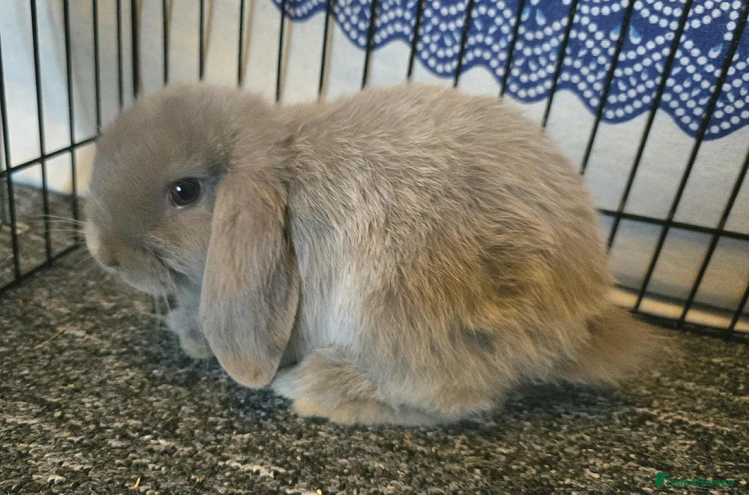 Mini Lop rabbits for sale: Pure bred mini lops ready to go - Image 2