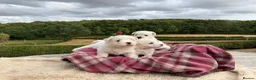 West Highland Terrier dogs for sale: Pedigree KC registered WESTIE puppies in Welshpool - Advert 6