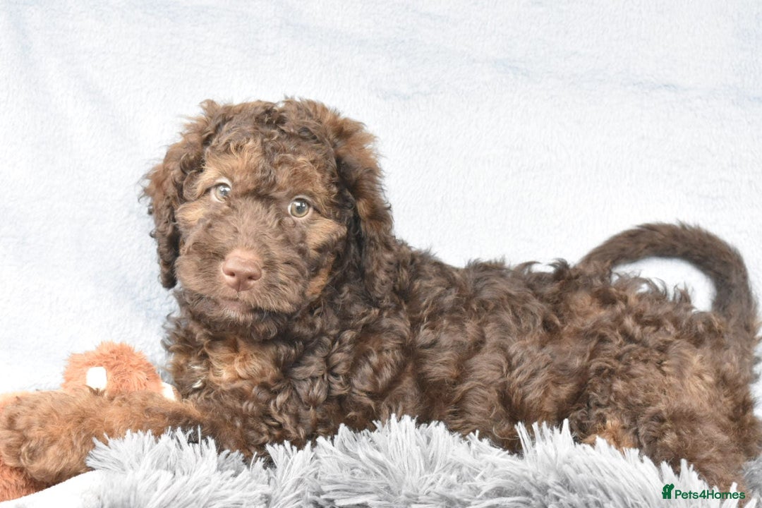 Cavapoo dogs for sale: F1b Cavapoo Puppies – DNA Tested in Rugby - Image 10