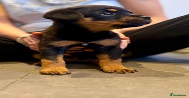 Rottweiler dogs - Advert 2