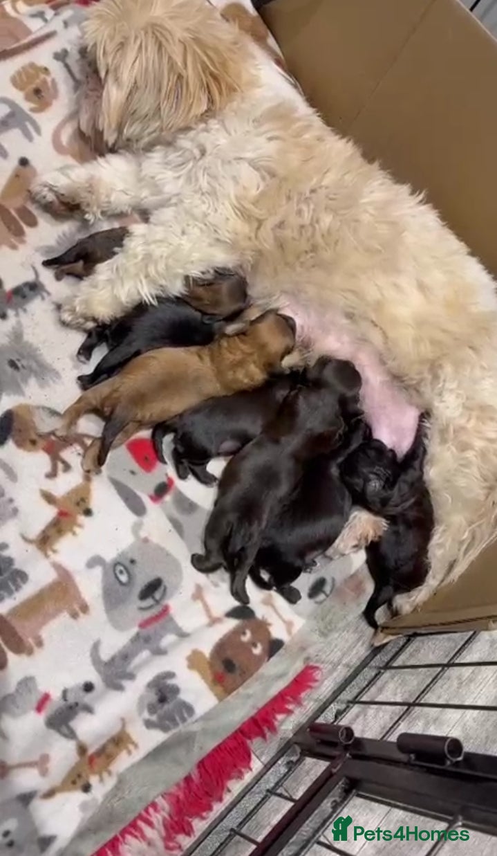 Shihpoo dogs Shihpoo puppies  - Advert 7