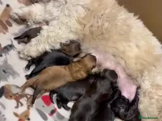 Shihpoo dogs Shihpoo puppies - Advert 7