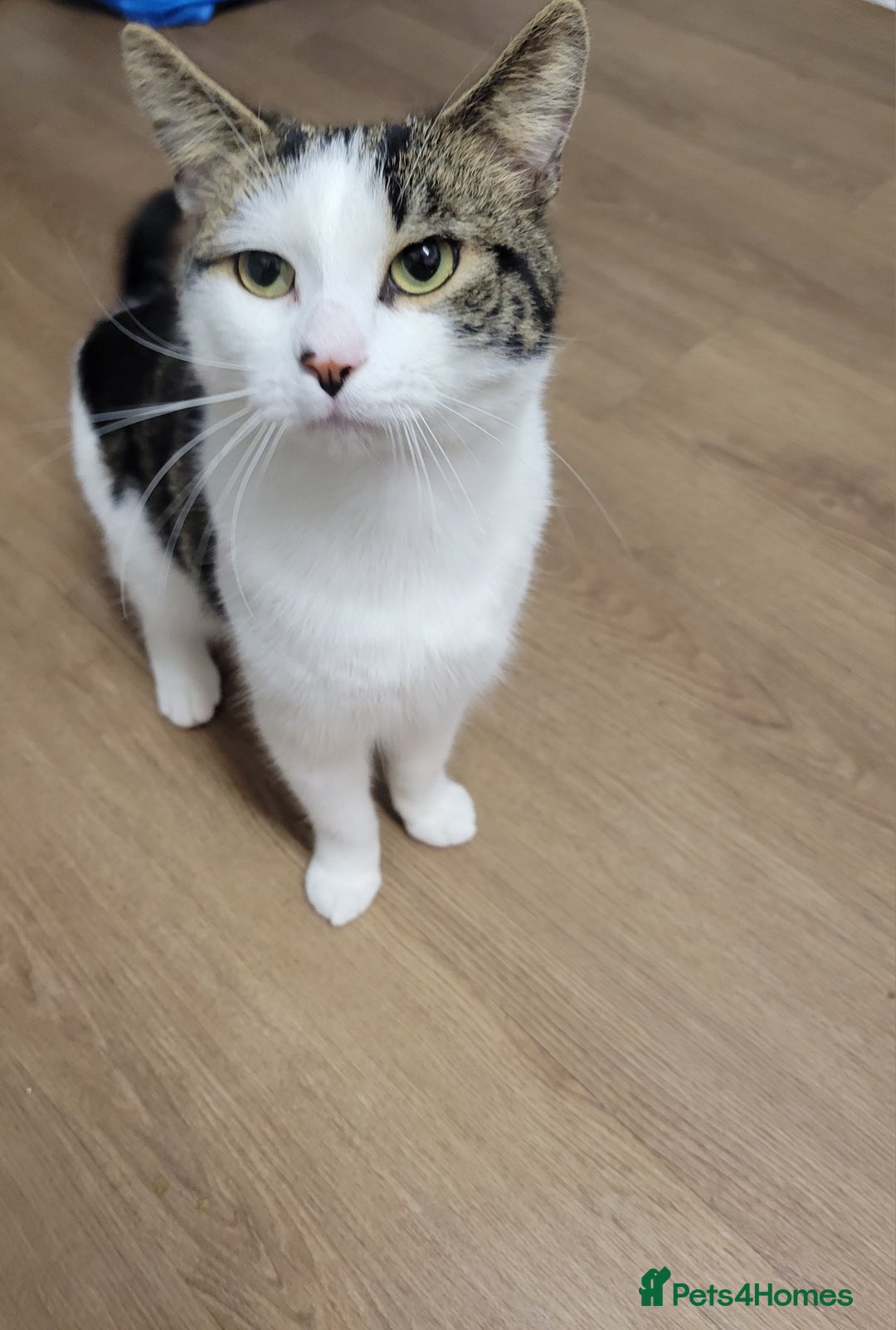 Domestic Shorthair cats for sale: Leo male cat for rehoming - Advert 4