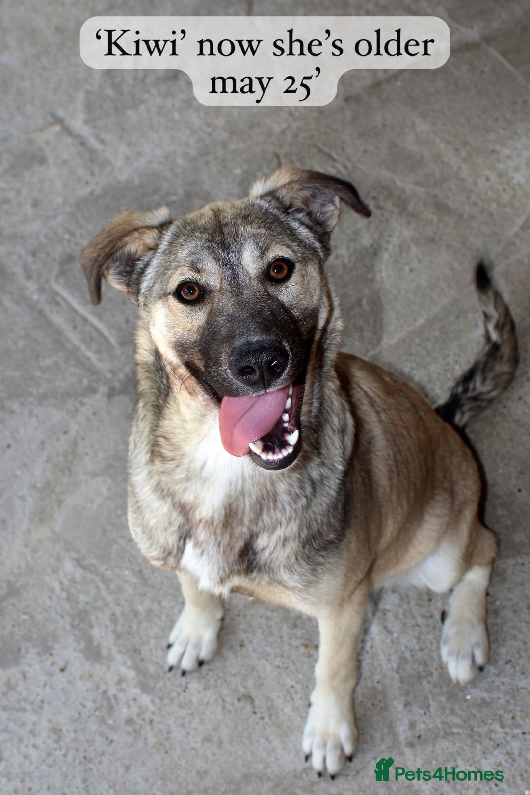 Mixed Breed dogs for adoption: Kiwi, 1 yr old. Available for adoption. - Image 8