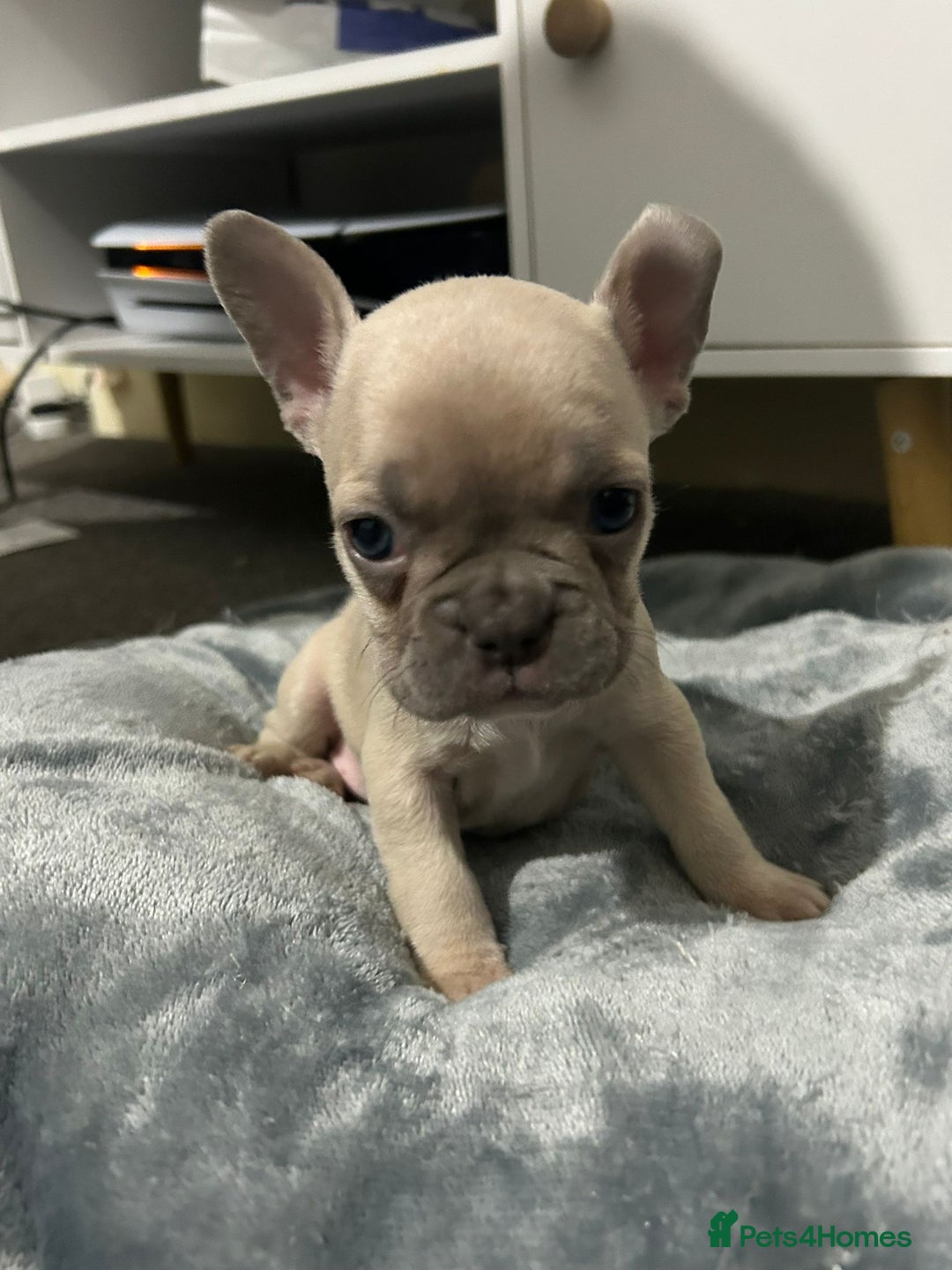 French Bulldog dogs for sale: French dog for sale  - Image 31