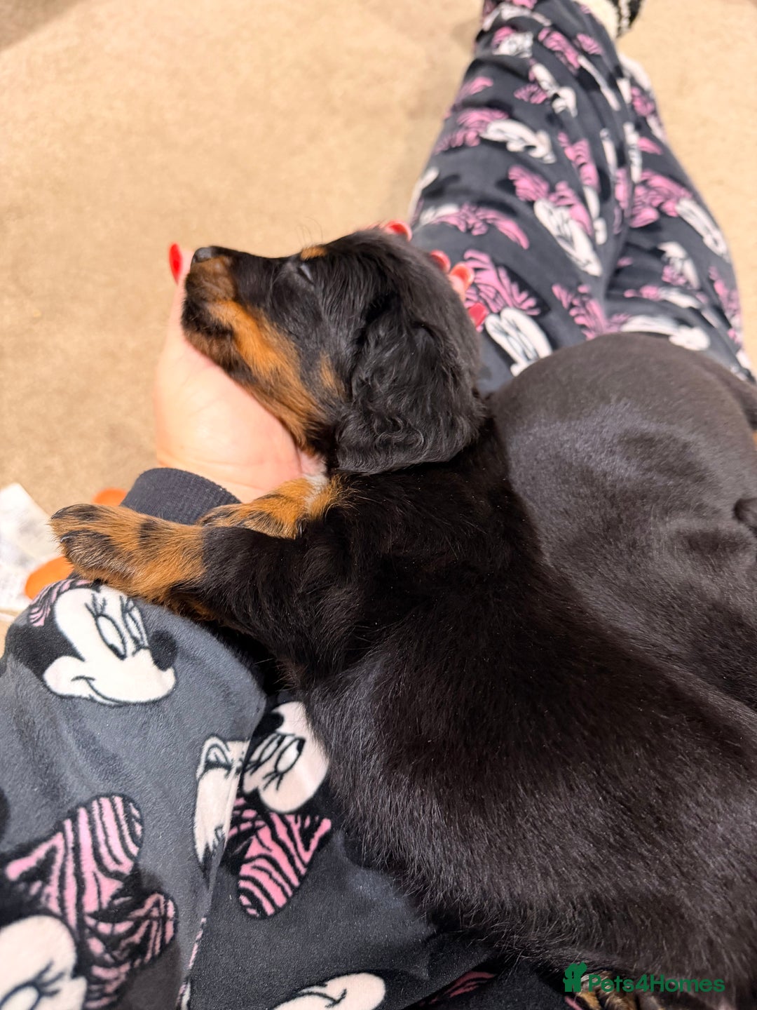 Mixed Breed dogs for sale: Docker puppies for sale  - Advert 14