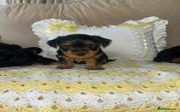 Yorkshire Terrier dogs for sale: Beautiful Yorkshire terrier puppy’s  - Image 4