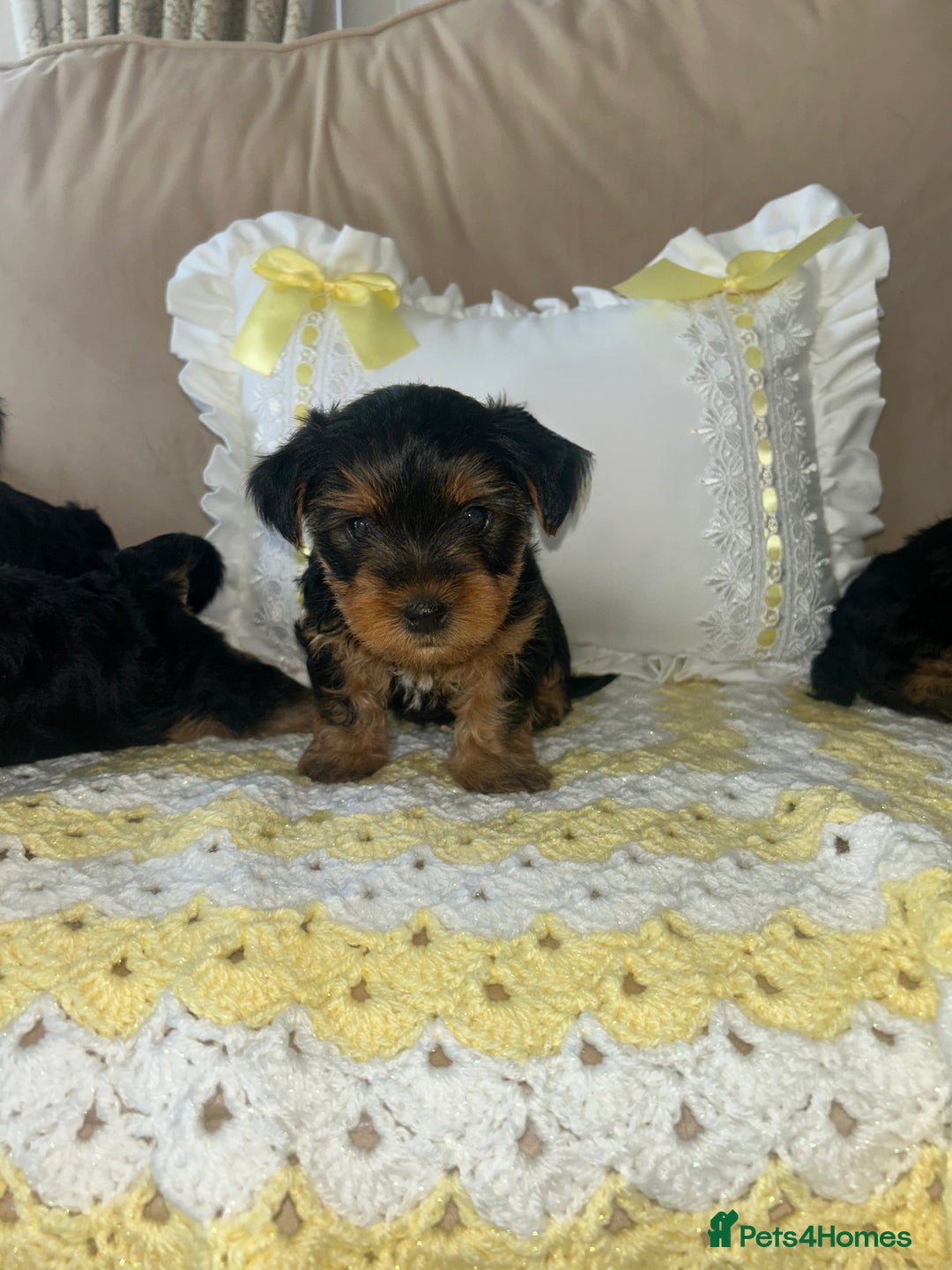Yorkshire Terrier dogs for sale: Beautiful Yorkshire terrier puppy’s  - Image 4
