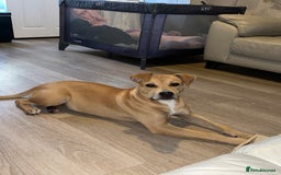 Mixed Breed dogs for sale: Lady. - Image 5