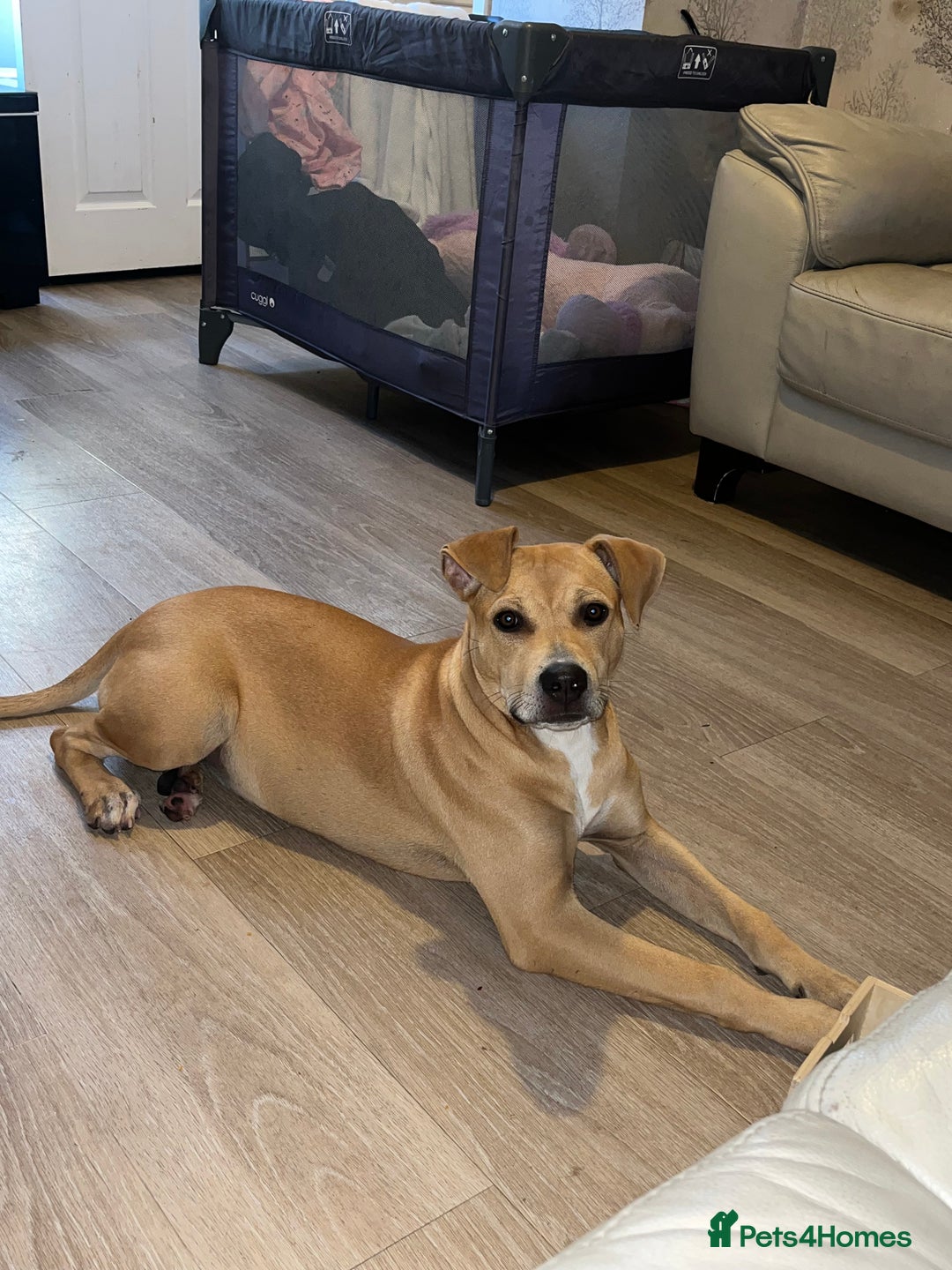 Mixed Breed dogs for sale: Lady. - Image 5