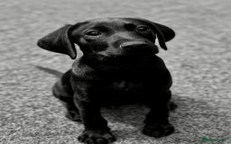 Labrador Retriever dogs for sale: Stunning litter of Black Labrador puppies  in Lydbury North - Image 11