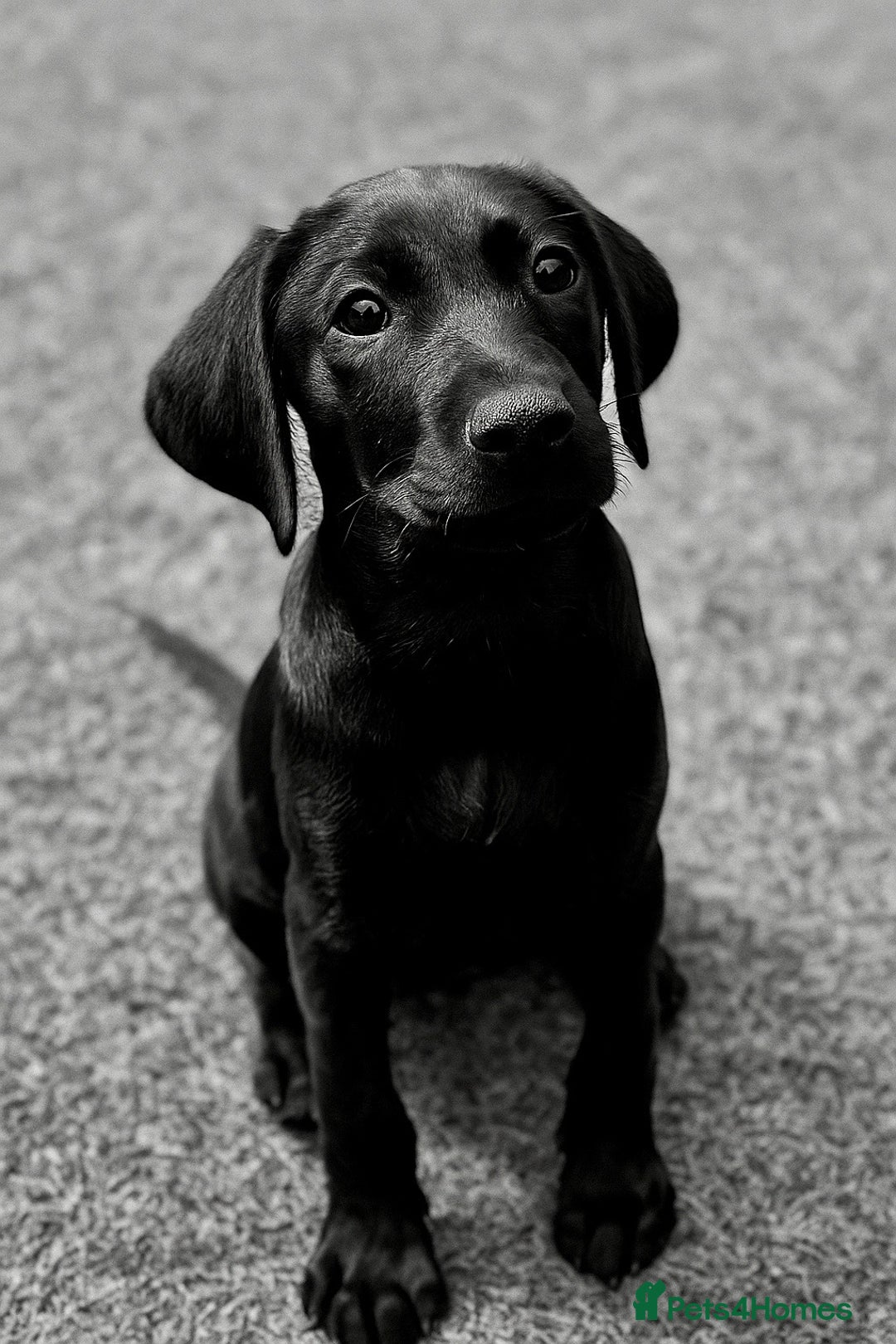 Labrador Retriever dogs for sale: Stunning litter of Black Labrador puppies  in Lydbury North - Image 11