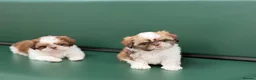 Shih Tzu dogs for sale: Highly Pedigreed Pure Breed Shih Tzu Puppies - Advert 10