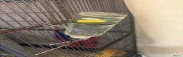 Sugar Glider rodents for sale: 3 Sugar Gliders in Plymouth - Advert 8
