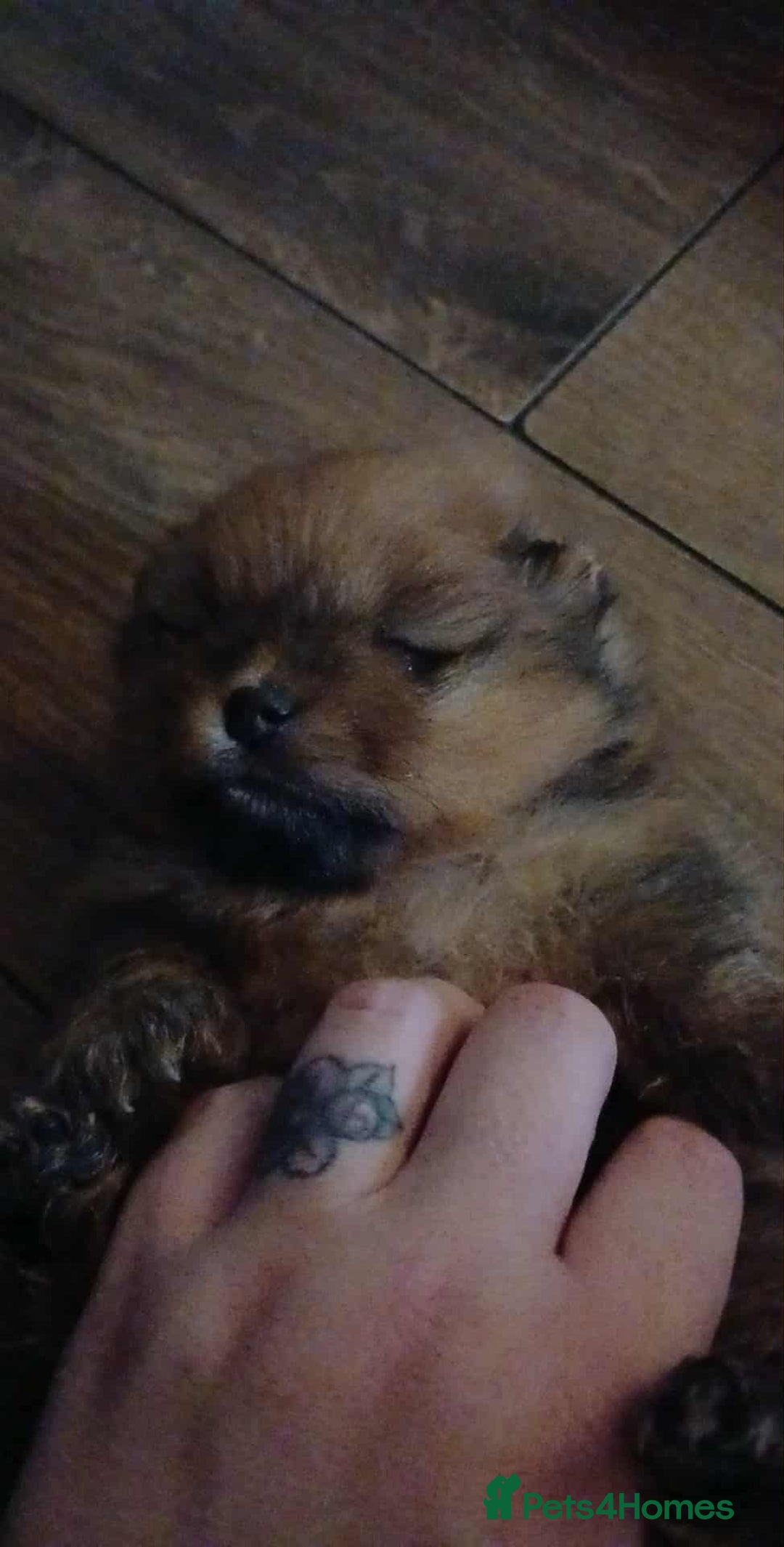 Pomeranian dogs for sale: Pomerian pups  - Image 1