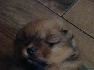 Pomeranian dogs - Advert 14