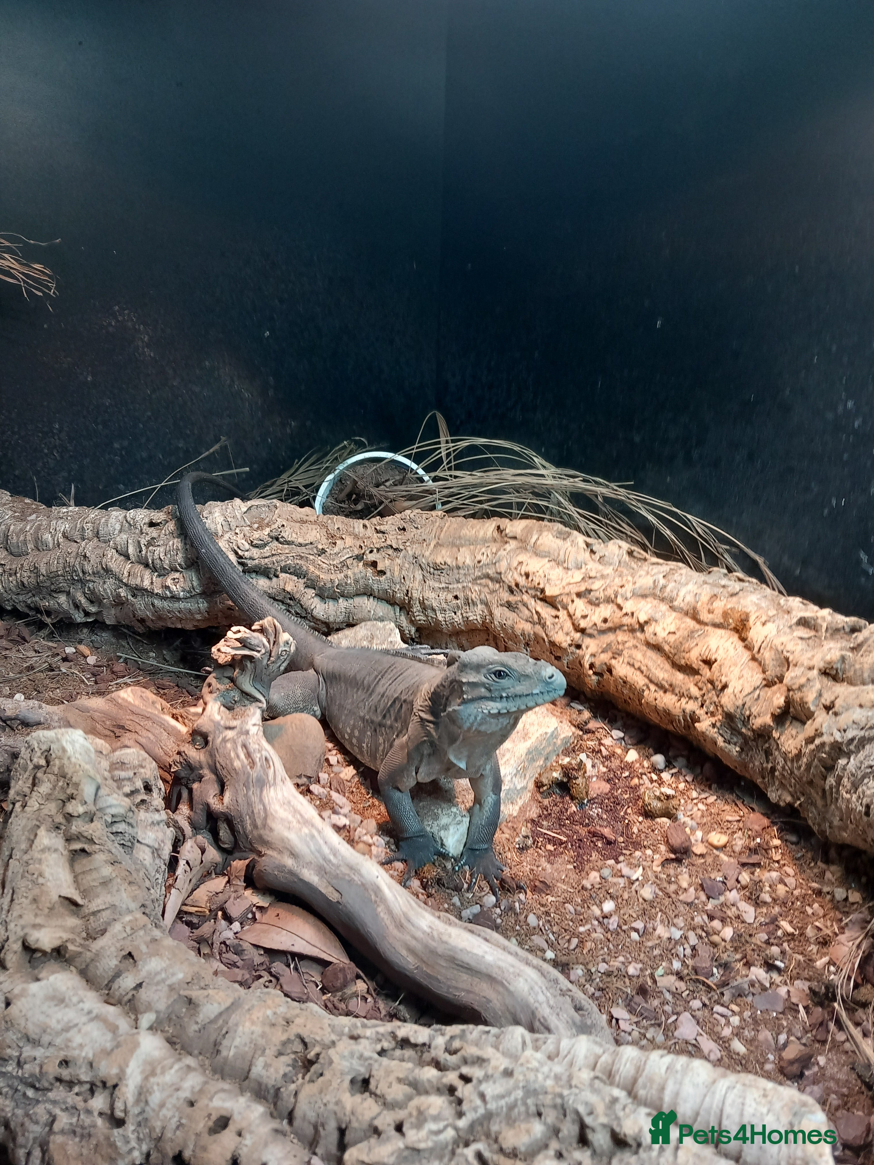 Iguana reptiles Cyclura Cornuta (Rhino Iguana)  - Advert 2