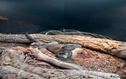 Iguana reptiles for sale: Cyclura Cornuta (Rhino Iguana)  - Image 1