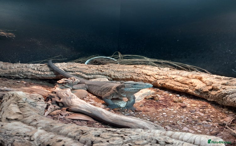 Iguana reptiles - Advert 2
