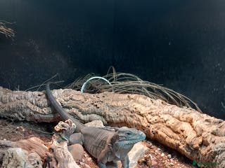 Iguana reptiles Cyclura Cornuta (Rhino Iguana) - Advert 2