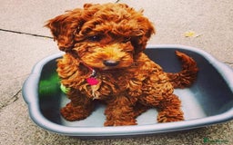 Cockapoo dogs for sale: 3 Stunning Dark Red Cockapoo Puppies - Image 28