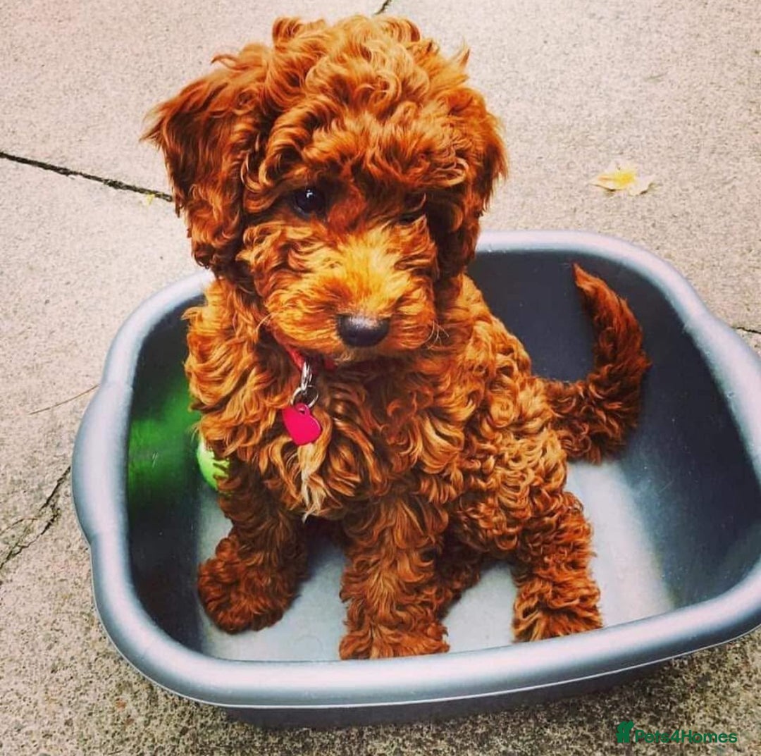Cockapoo dogs for sale: 3 Stunning Dark Red Cockapoo Puppies - Image 28