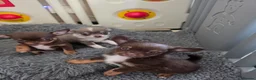 Chihuahua dogs for sale: Kc reg Chihuahua Puppys health tested parents - Advert 5