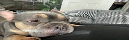 French Bulldog dogs for sale: Male and female frenchie  - Advert 2