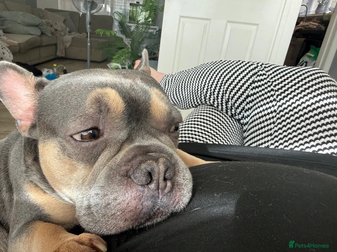 French Bulldog dogs for sale: Male and female frenchie  - Advert 2
