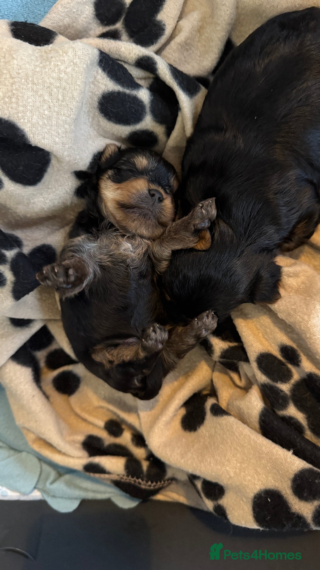 Yorkshire Terrier dogs for sale: Boy and girl -mini Yorkshire terrier  - Image 4
